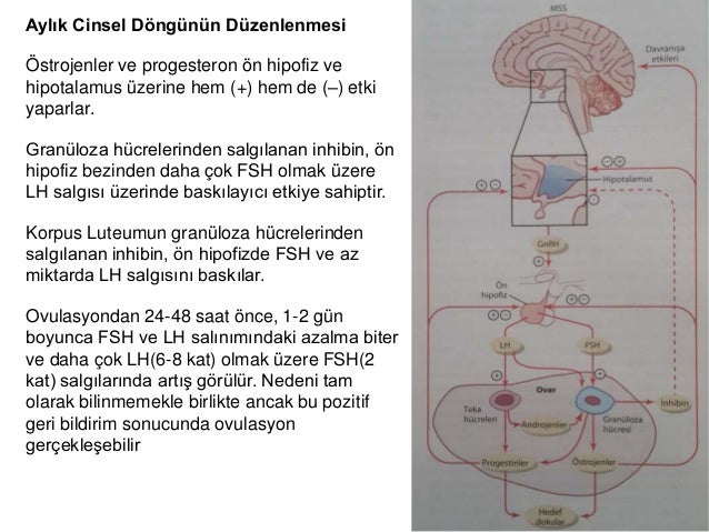 Cinsel hormonlar: prolaktin, progesteron, LH, FSH Cinsel hormonlar: prolaktin, progesteron, LH, FSH